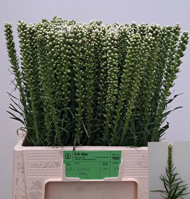 LIATRIS ALBA