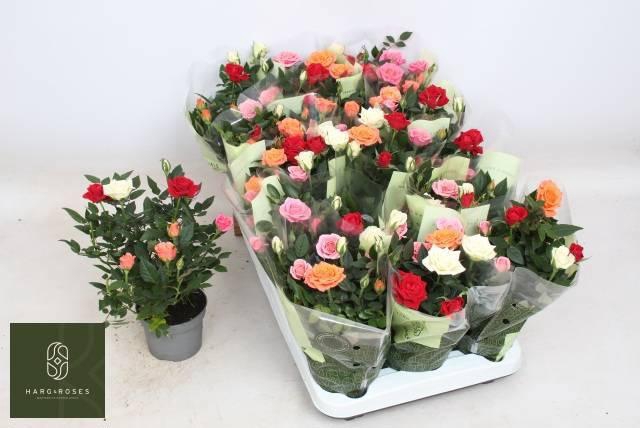 <h4>RO KORDANA GEM PT</h4>