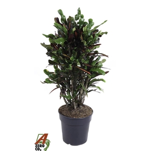 Codiaeum Mammi vertakt P27