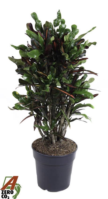 <h4>Codiaeum Mammi vertakt P27</h4>
