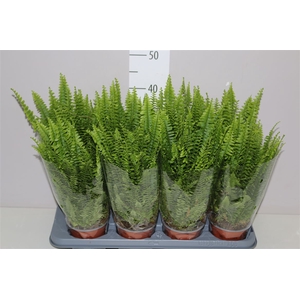 Nephrolepis Ex Green Lady