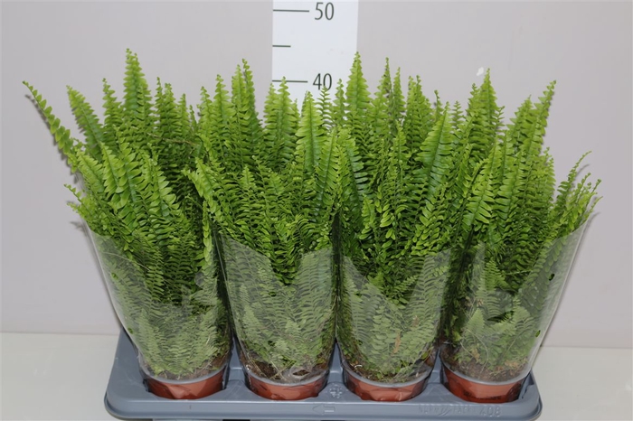 <h4>Nephrolepis Ex Green Lady</h4>