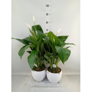 Spathiphyllum  'Bingo Cupido'