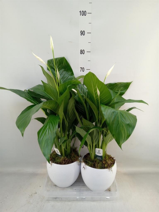 <h4>Spathiphyllum  'Bingo Cupido'</h4>