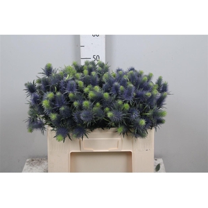 Eryn Supernova Qstar