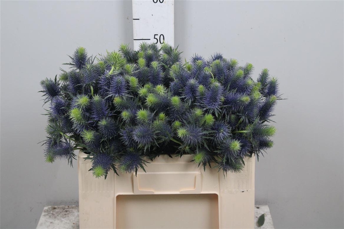 <h4>Eryn Supernova Qstar</h4>