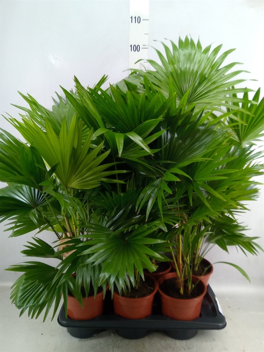 <h4>Livistona rotundifolia</h4>