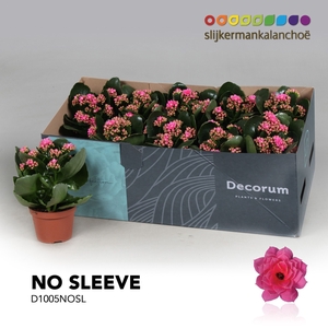 Kalanchoe No Sleeve - Pink