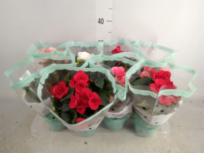 <h4>Begonia elat. DU   ...mix</h4>