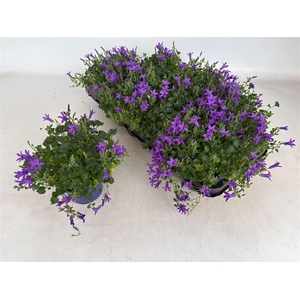 Campanula overig