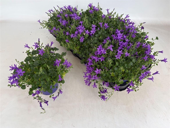 <h4>Campanula overig</h4>