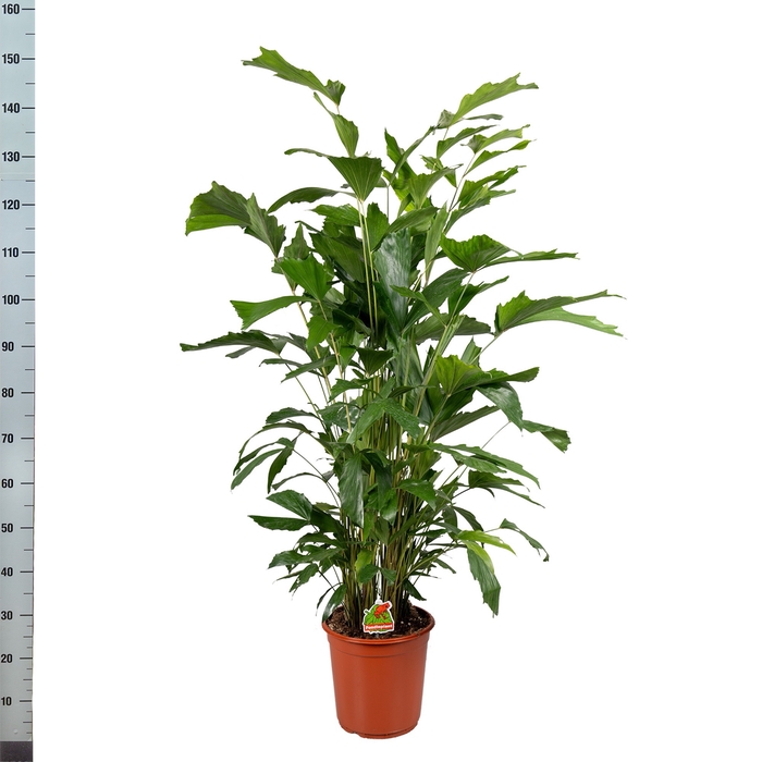 <h4>CARYOTA MITIS</h4>