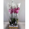 Phalaenopsis   ...