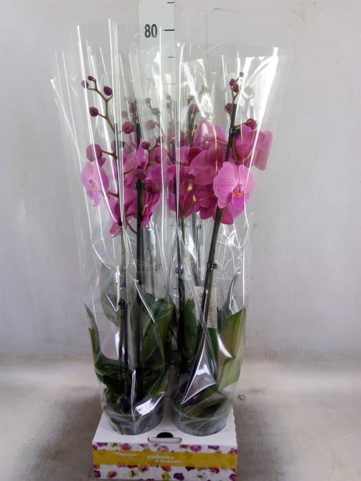 Phalaenopsis   ...