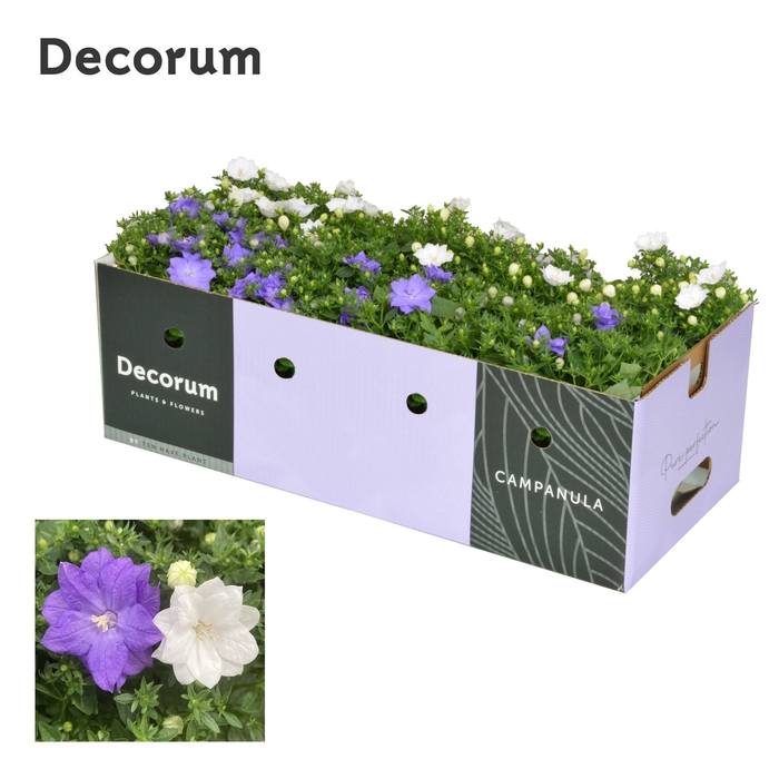 <h4>Campanula Dublin Mix Decobox</h4>