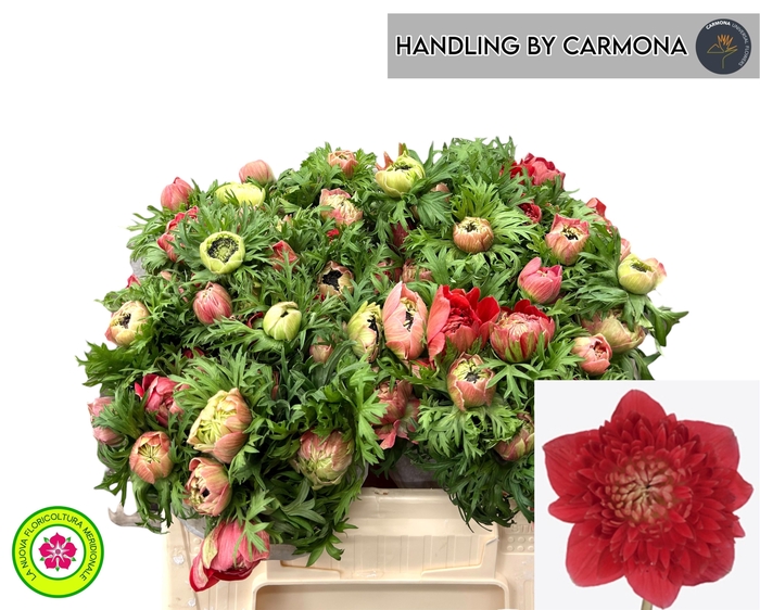 <h4>ANEM CO LEVAN ROSSO</h4>