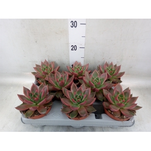 Echeveria   ...