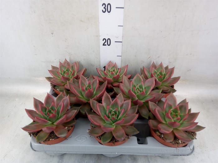 <h4>Echeveria   ...</h4>
