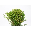 Kaaps Groen Baubles