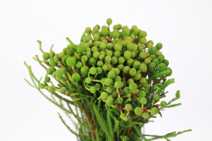 Kaaps Groen Baubles