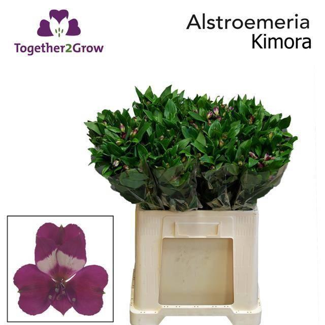 <h4>ALSTR KIMORA</h4>