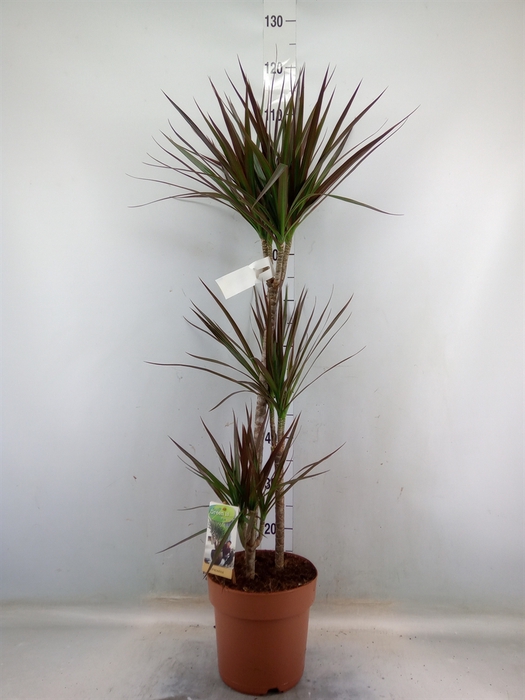 <h4>Dracaena marg. 'Magenta'</h4>