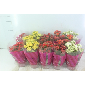 KALANCHOE DOBRADO P11