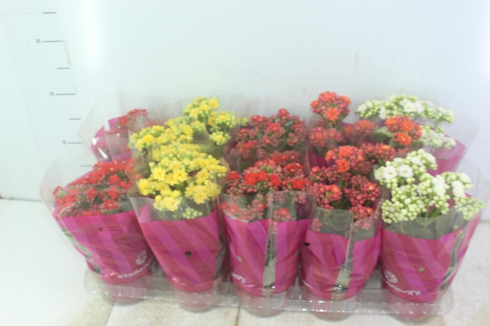 <h4>KALANCHOE DOBRADO P11</h4>