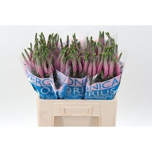 Veron Smart Roswitha