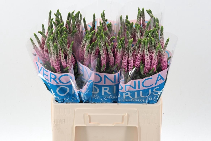 <h4>Veron Smart Roswitha</h4>