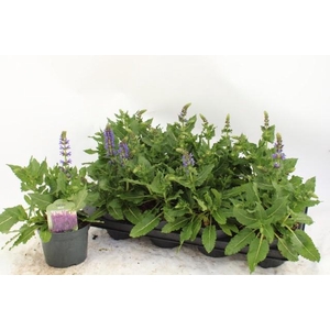 SALVIA S APRIL NIGHT