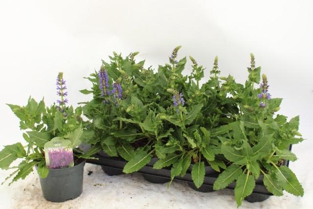 <h4>SALVIA S APRIL NIGHT</h4>