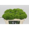 Dianthus Br Kiwi Mellow