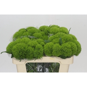 Dianthus Br Kiwi Mellow