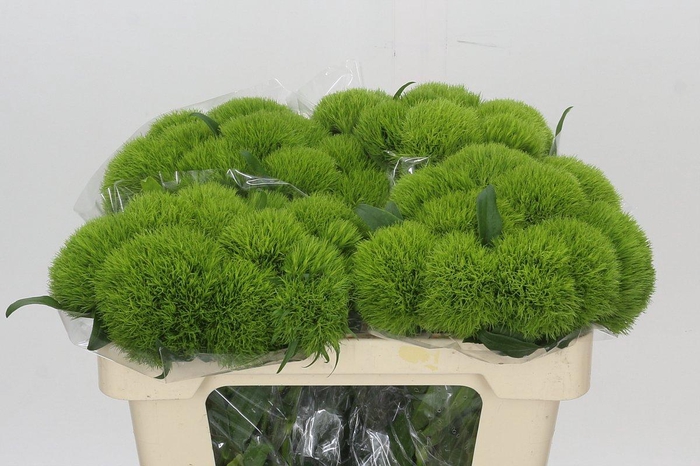 <h4>Dianthus Br Kiwi Mellow</h4>