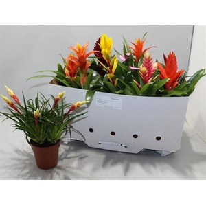 BROMELIA GEM 10 SRT