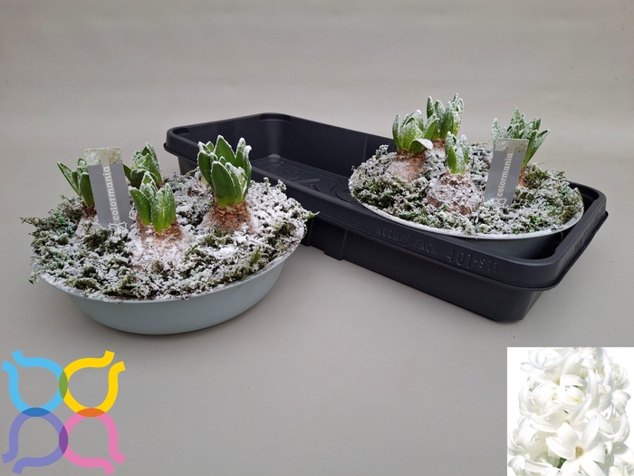 <h4>ARR HYACINTH</h4>