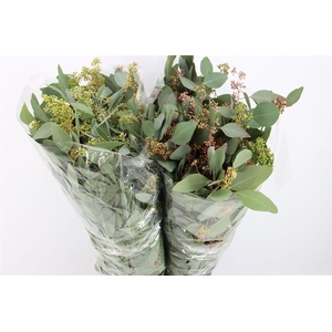 Euca Populus Berry 300gr P Bunch