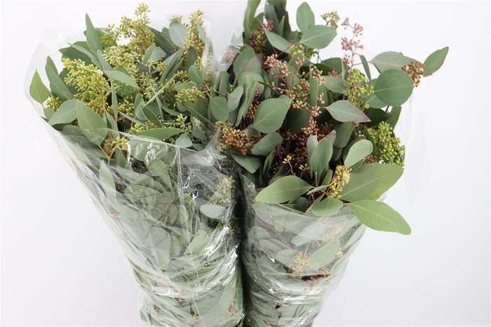 <h4>Euca Populus Berry 300gr P Bunch</h4>