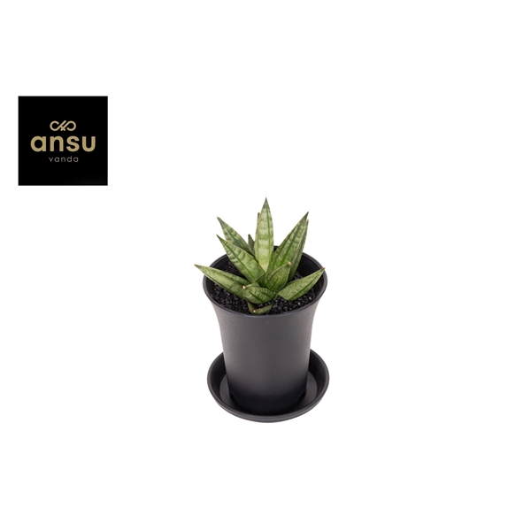 <h4>Sansevieria Inti Mini No. 2 in sierpot</h4>