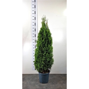 Thuja occ. 'Smaragd'