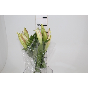 LIRIO ZAMBESI 060 CM HT MIN 2 FLS