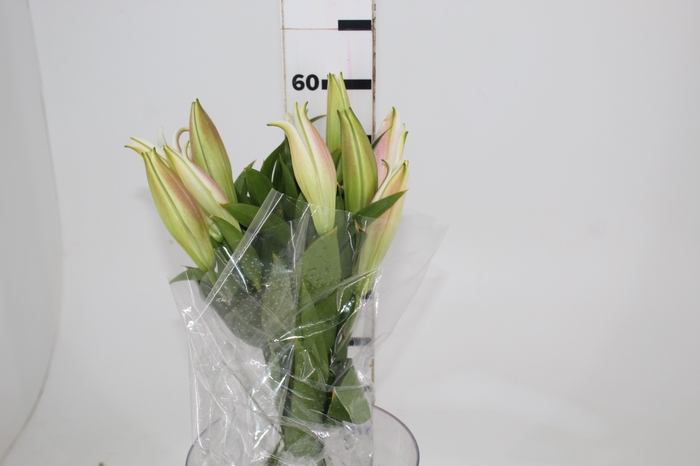 <h4>LIRIO ZAMBESI 060 CM HT MIN 2 FLS</h4>