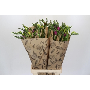 Freesia One XXL Mixed