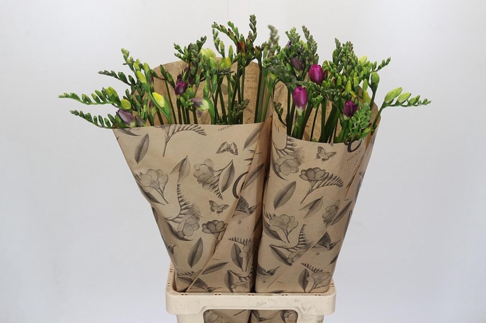 <h4>Freesia One Xxl Mixed</h4>