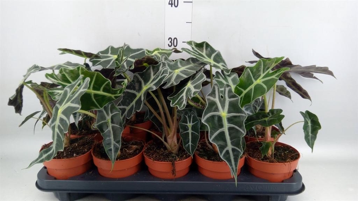 <h4>Alocasia amazonica 'Polly'</h4>