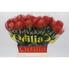Nutans Ayoba Red