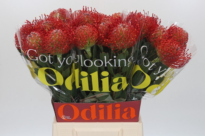 Nutans Ayoba Red