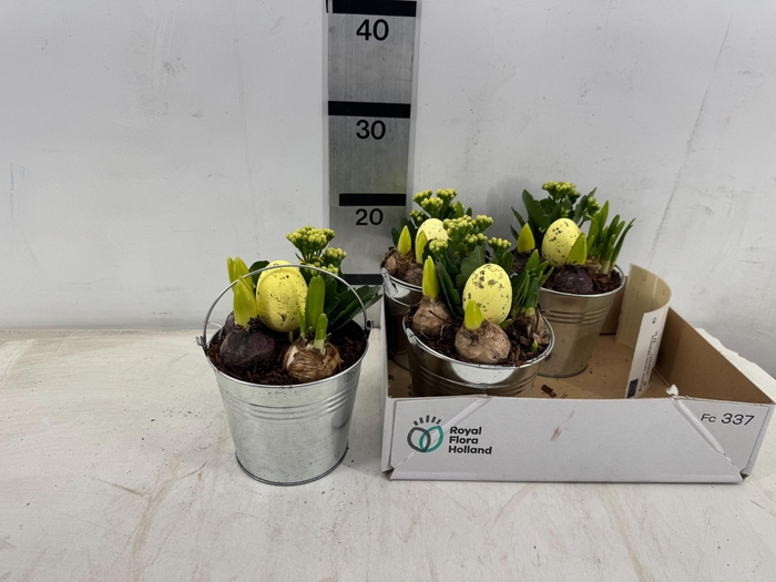 <h4>ARR PL IN SCHAAL</h4>