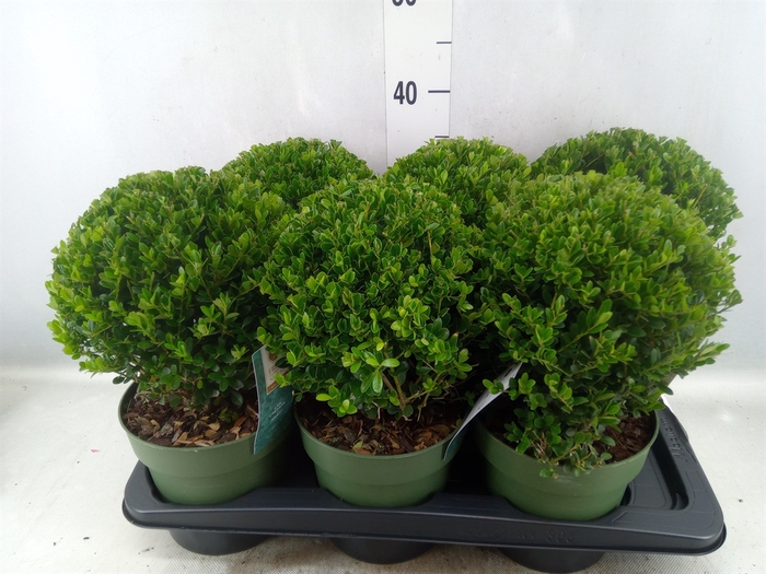 <h4>Ilex crenata 'Jenny'</h4>